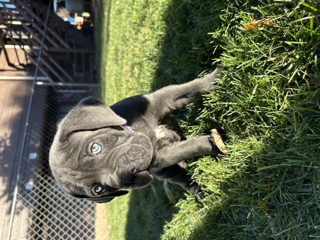 Purple Collar, photo 1 of 6