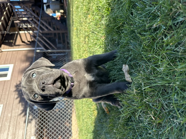 Purple Collar, photo 3 of 6