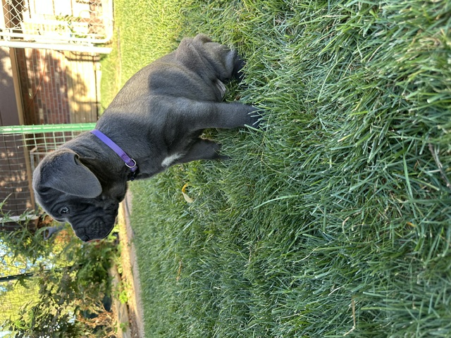 Purple Collar, photo 4 of 6