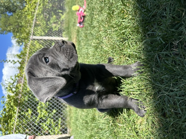 Purple Collar, photo 6 of 6