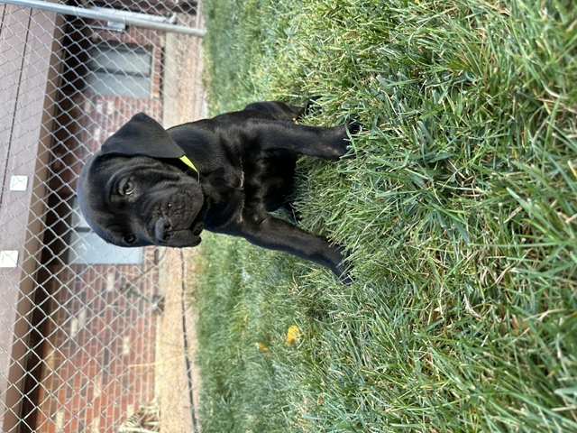 Green Collar, photo 2 of 6