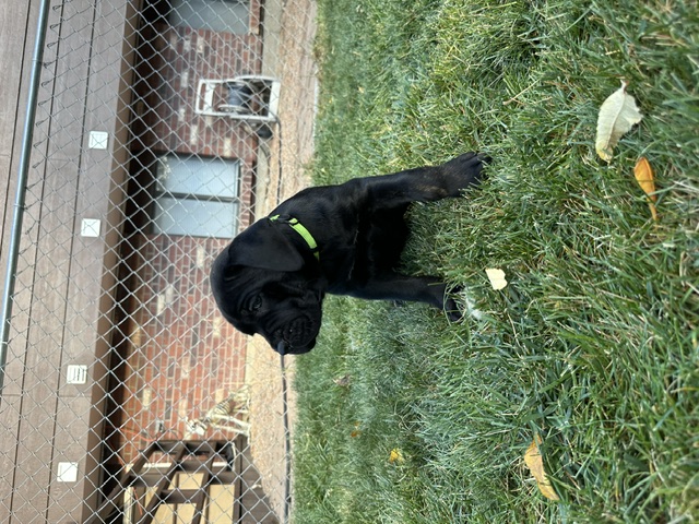Green Collar, photo 3 of 6