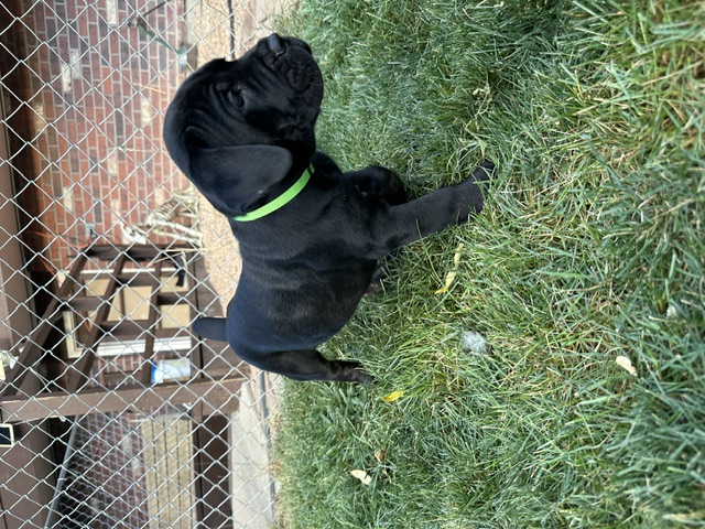 Green Collar, photo 4 of 6