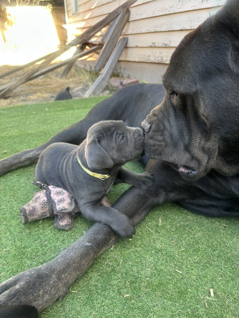 Cane Corso puppy nuzzling an adult dog outdoors