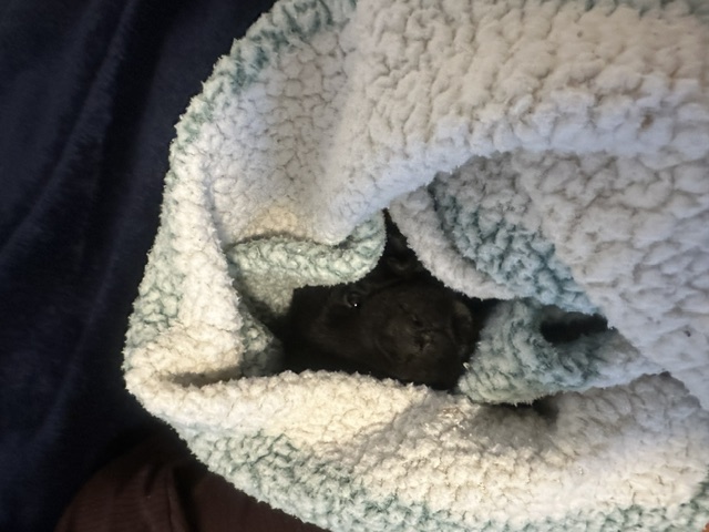 Black Cane Corso puppy tucked under a blanket