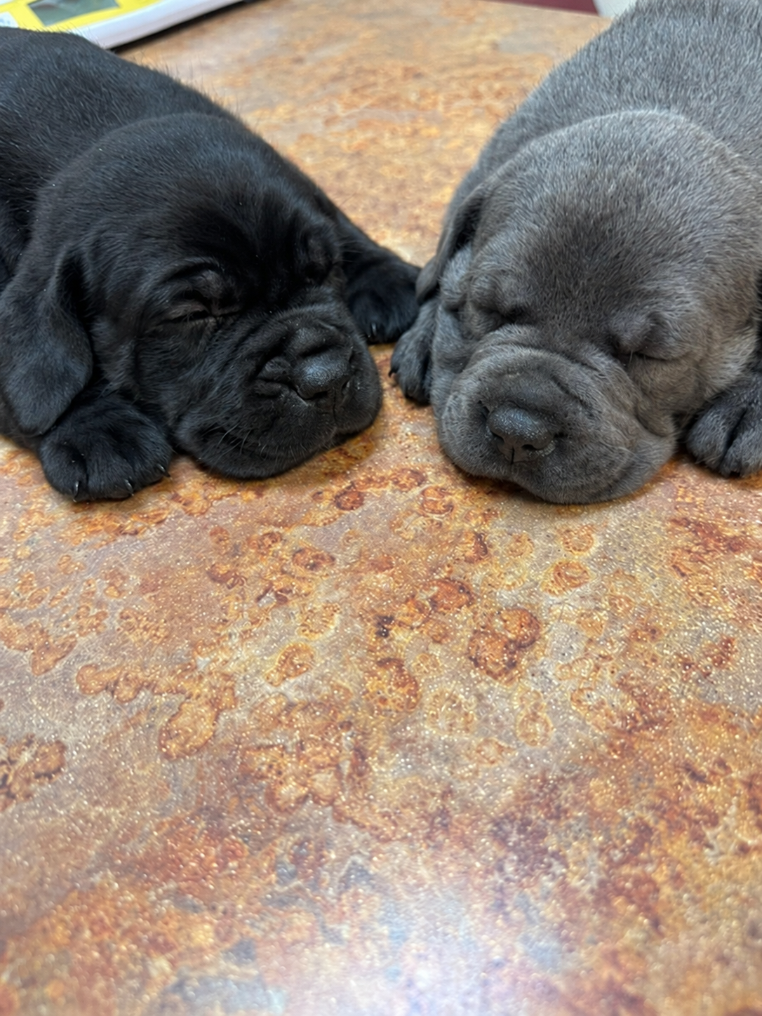 Black and gray Cane Corso puppies sleeping together