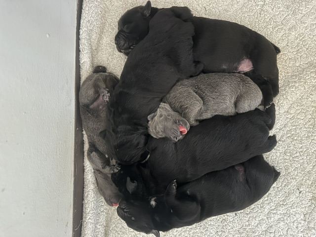 Cane Corso puppies curled together on a blanket