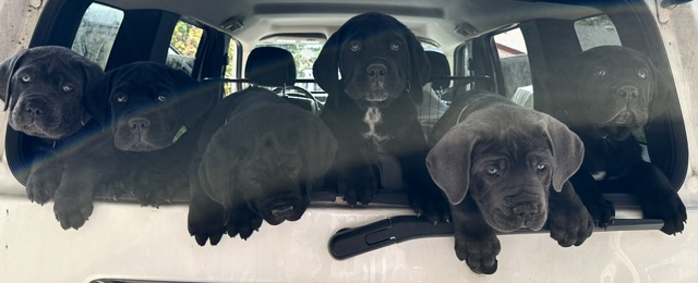 Cane Corso puppies looking out of a vehicle