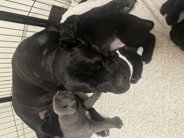 Black Cane Corso mother resting with puppies on a blanket