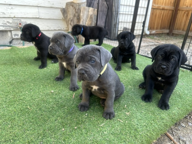 Cane Corso puppies gathered outdoors