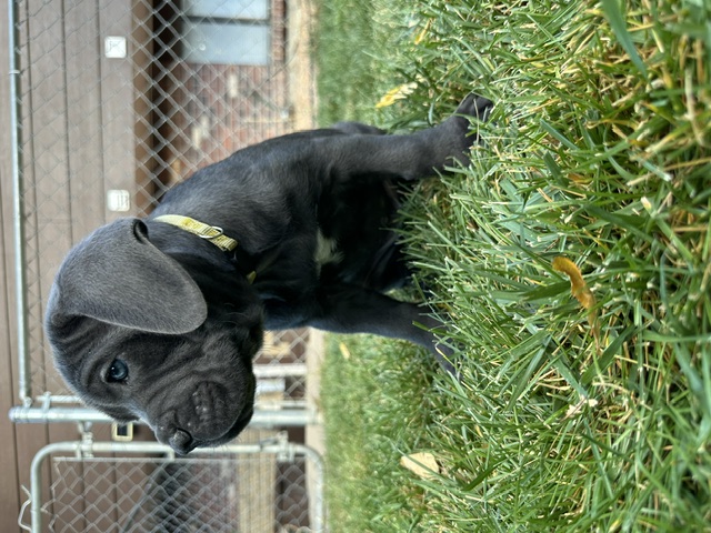 Yellow Collar, photo 4 of 6