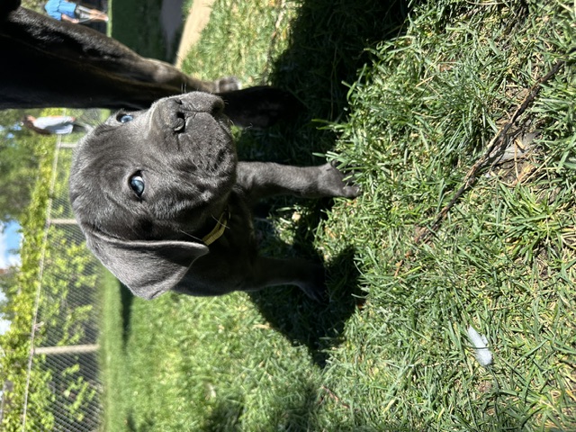 Yellow Collar, photo 6 of 6