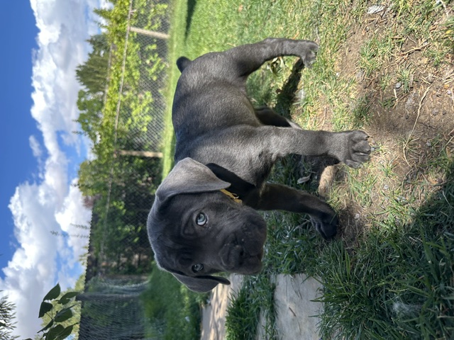 Yellow Collar, photo 1 of 6