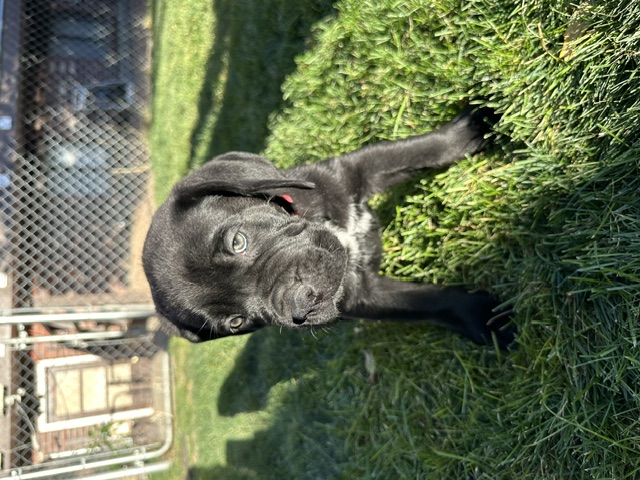 Red Collar, photo 2 of 6