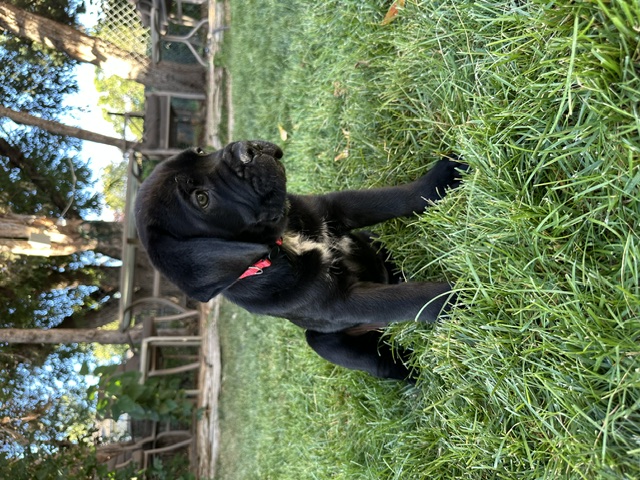 Red Collar, photo 3 of 6