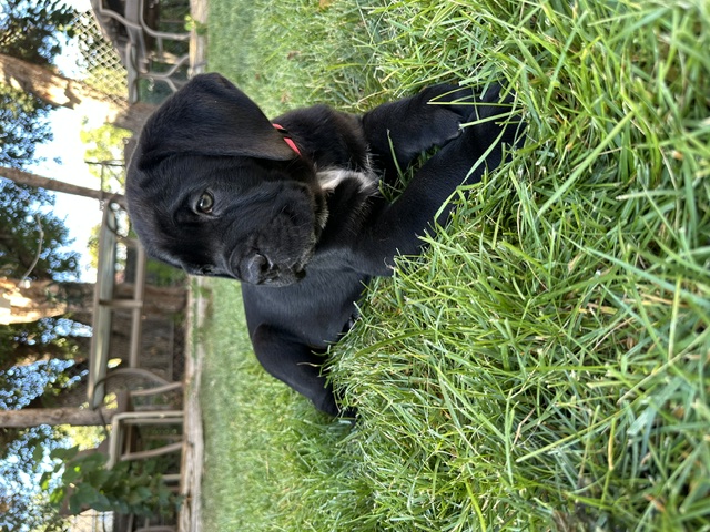 Red Collar, photo 5 of 6