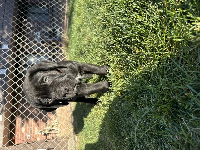 Red Collar, photo 6 of 6