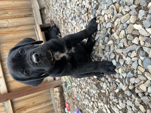 Red Collar, photo 1 of 6