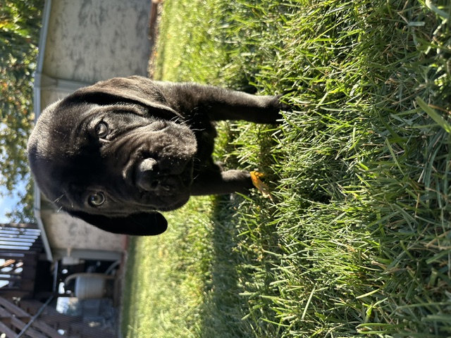 Orange Collar, photo 2 of 6