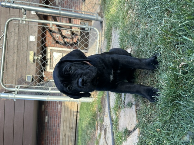 Orange Collar, photo 1 of 6