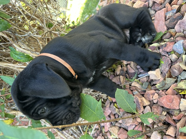 Orange Collar, photo 4 of 6