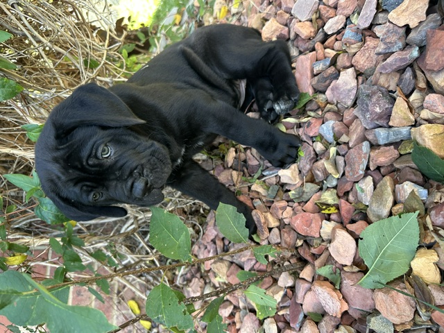 Orange Collar, photo 5 of 6